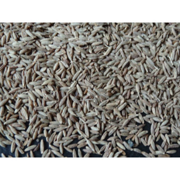 Cumin Seeds india